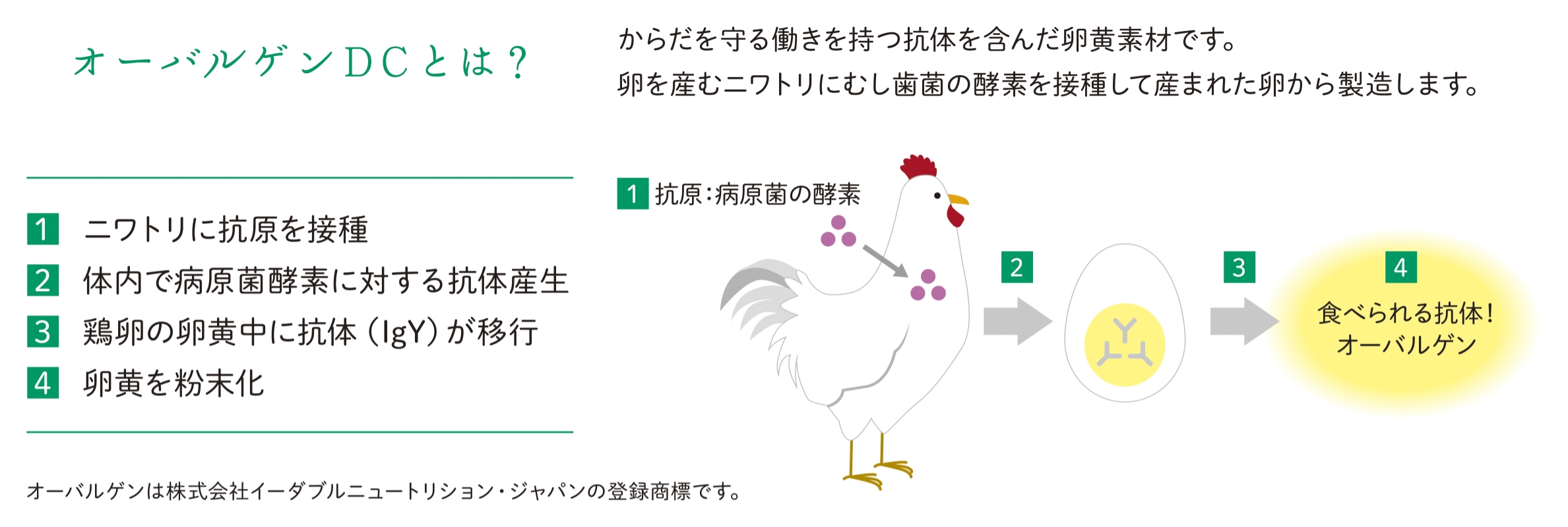 オーバルゲンＤＣが作られる仕組み